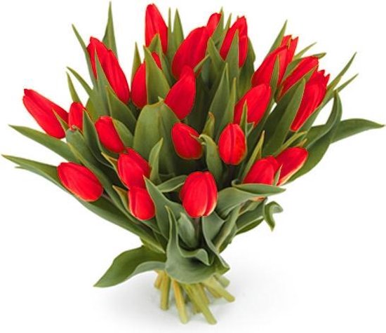 25 rode tulpen boeket