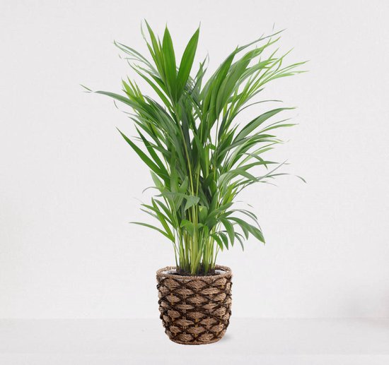 Areca in siermand Guusje Naturel – luchtzuiverende kamerplant – eenvoudig te onderhouden Goudpalm - ↕55-70cm - Ø18 – geleverd met plantenpot – vers uit de kwekerij