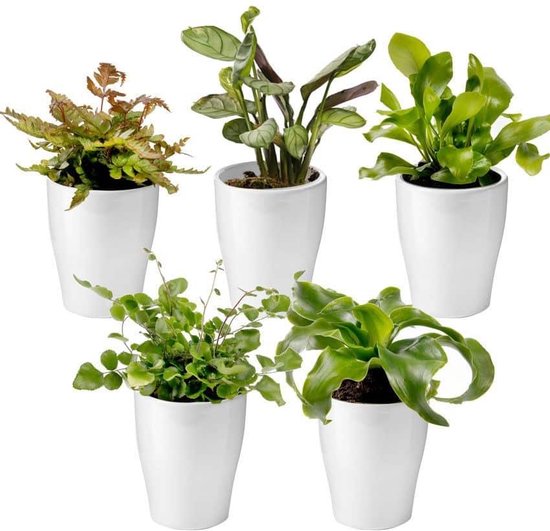 Ecoworld Mini Varen Plantjes Mix - Inclusief Mini Planten Potjes - 5 stuks - Ø 6 cm Hoogte 8-15 cm