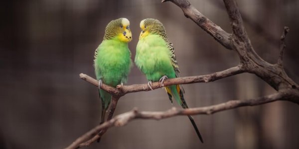 Cadeaus voor vogelaars