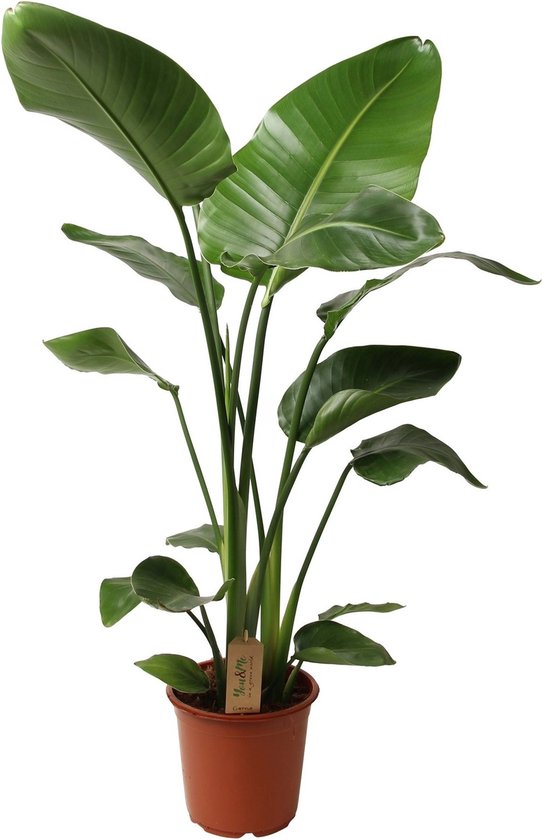 Plant in a Box - Strelitzia Nicolai - Paradijsvogel Groene Kamerplant - Pot 21cm - Hoogte 90-110cm