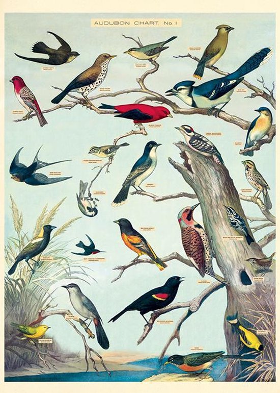 Poster Vogels - Cavallini & Co - Vintage Schoolplaat Audubon Birds