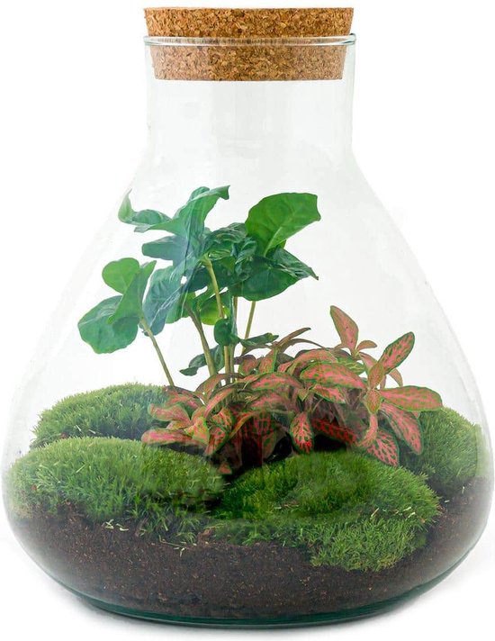 Terrarium - Sammie coffea - ↑ 27 cm - Ecosysteem plant - Kamerplanten - DIY planten terrarium - Mini ecosysteem