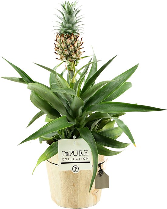 ZynesFlora - Ananasplant in Houten Sierpot - Ø 12 cm - Hoogte: 30 - 40cm - Luchtzuiverend - Kamerplant - Kamerplant in pot